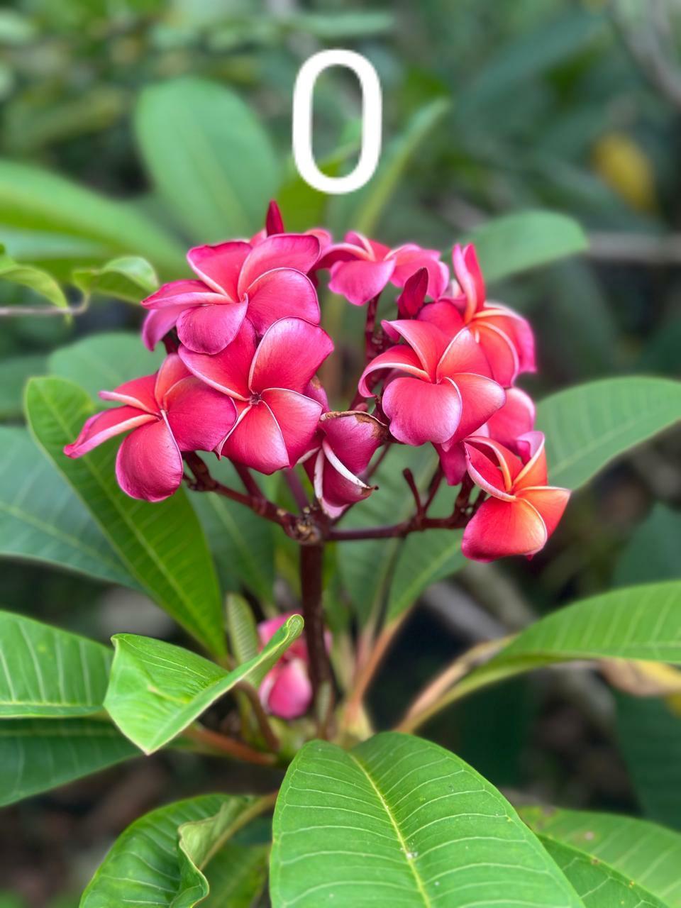 Pink Araliya (Plumeria Rubra)