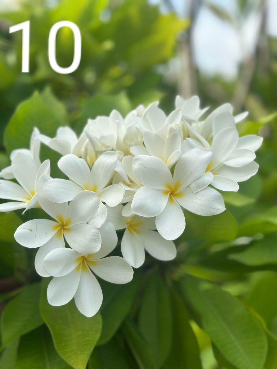 Araliya 1
