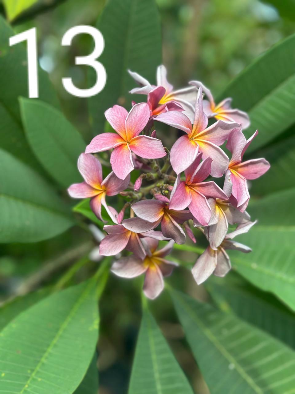 Apricot Gold Araliya