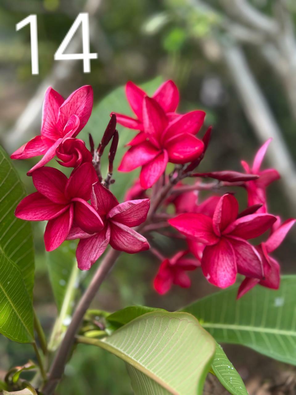 Deep Magenta Araliya