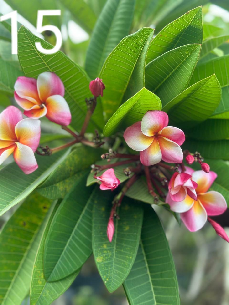 Peach Blossom Araliya
