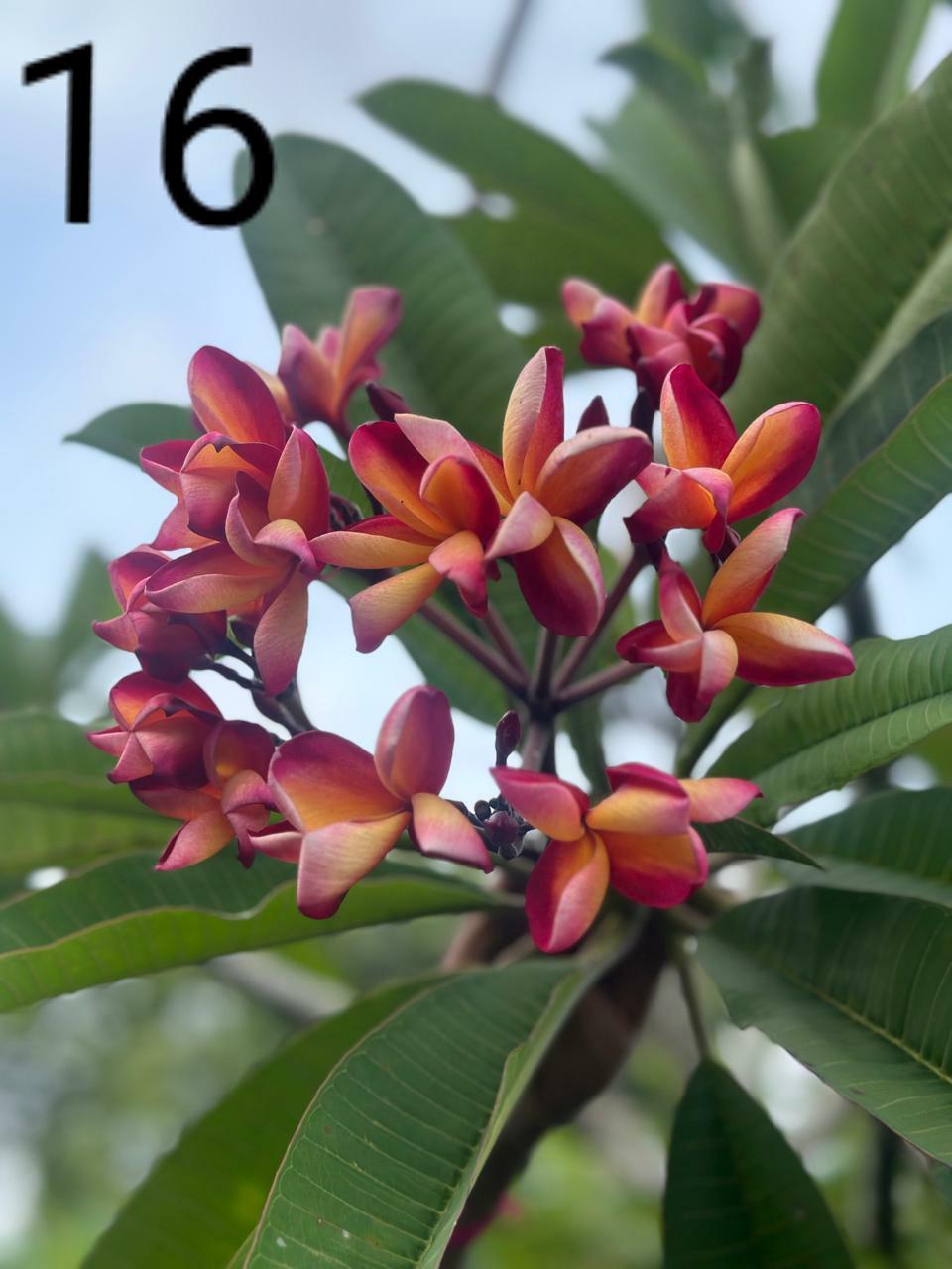 Rose Blush Araliya (Variety 11)