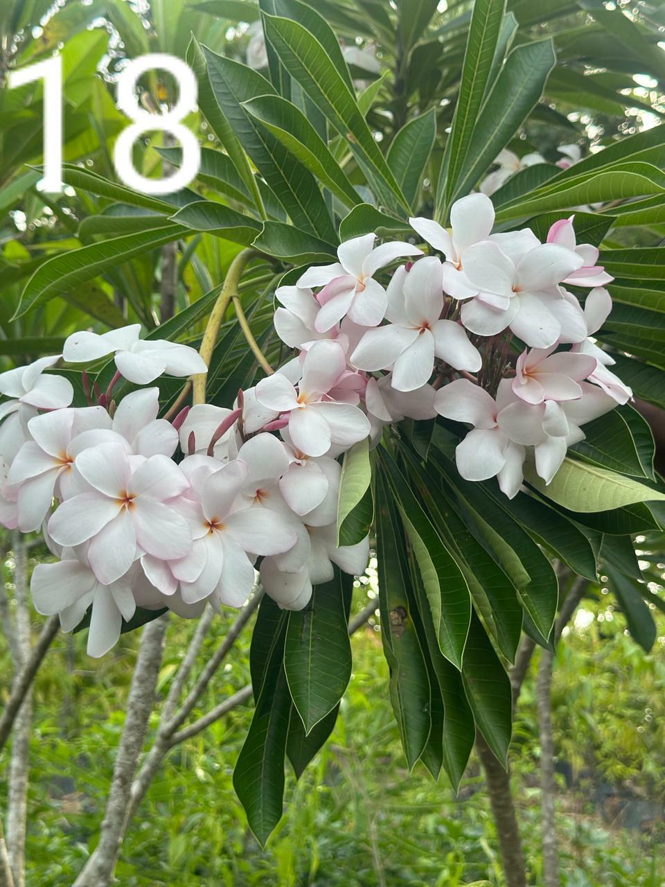 Tropical Sun Araliya (Variety 13)