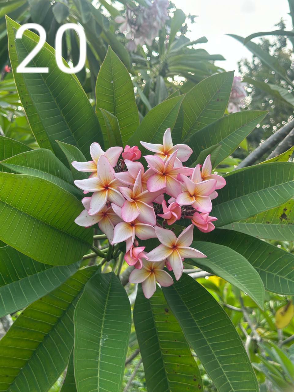 Cherry Glow Araliya (Variety 15)
