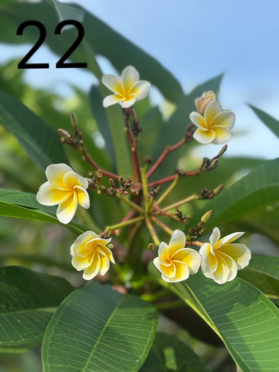 Sunset Gold Araliya (Variety 17)