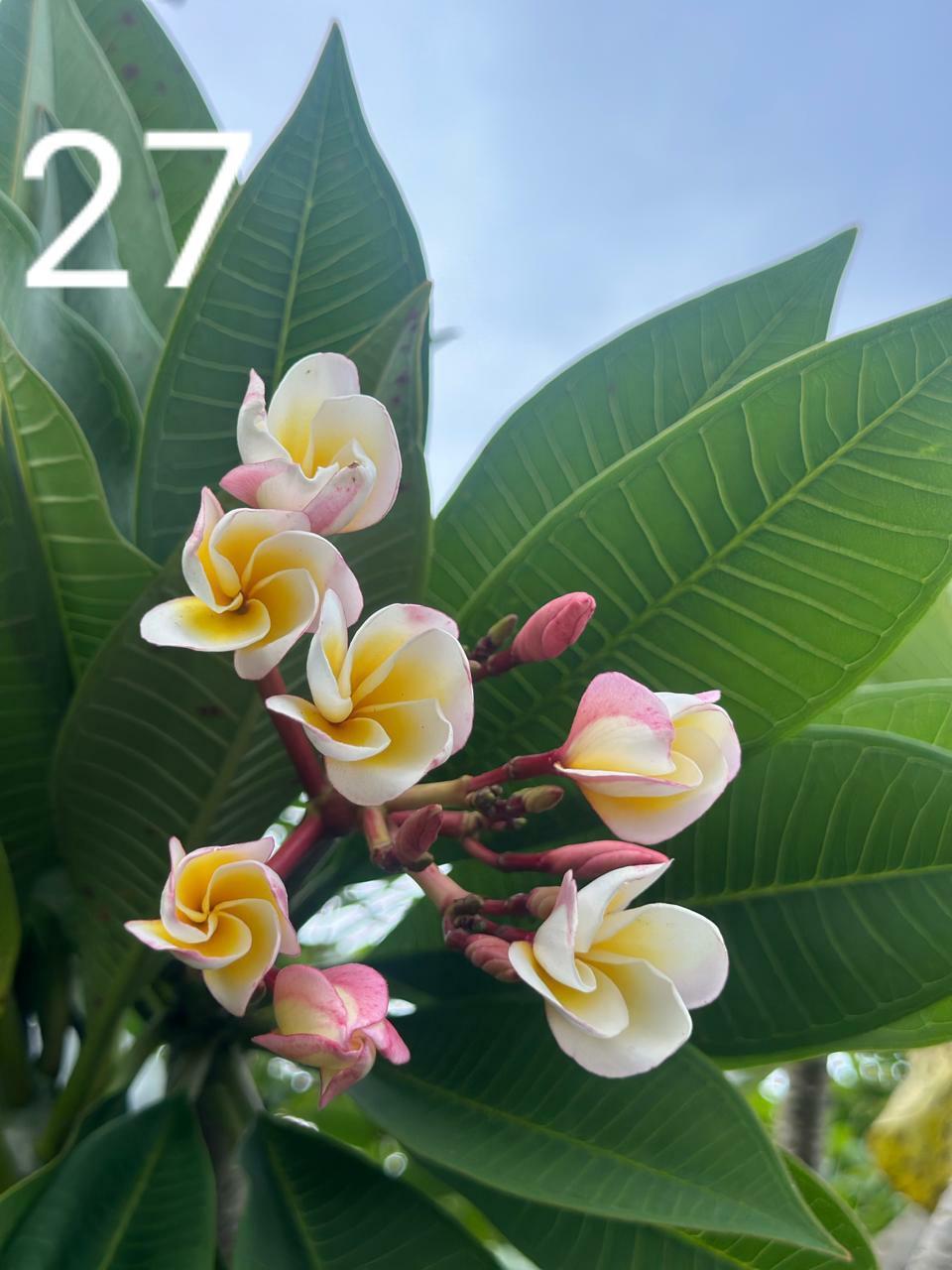 Blush Pink Araliya (Variety 22)