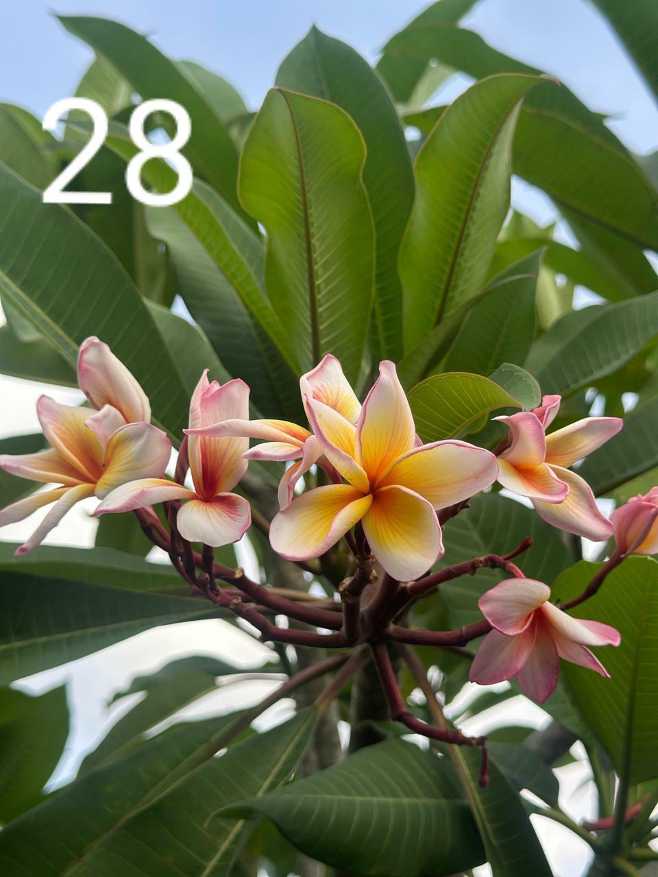 Sunrise Yellow Araliya (Variety 23)