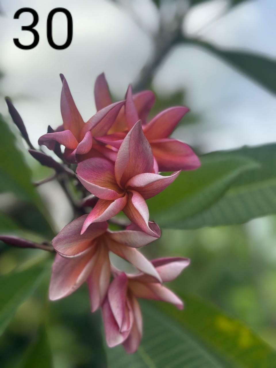 Royal Purple Araliya (Variety 25)