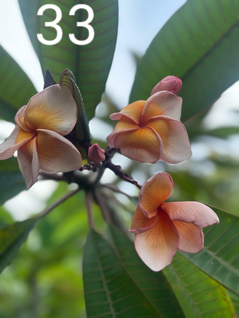 Golden Star Araliya (Variety 28)