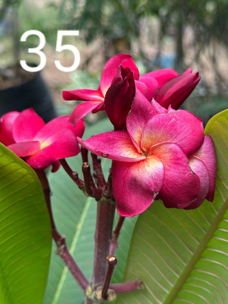 Orchid Pink Araliya (Variety 30)