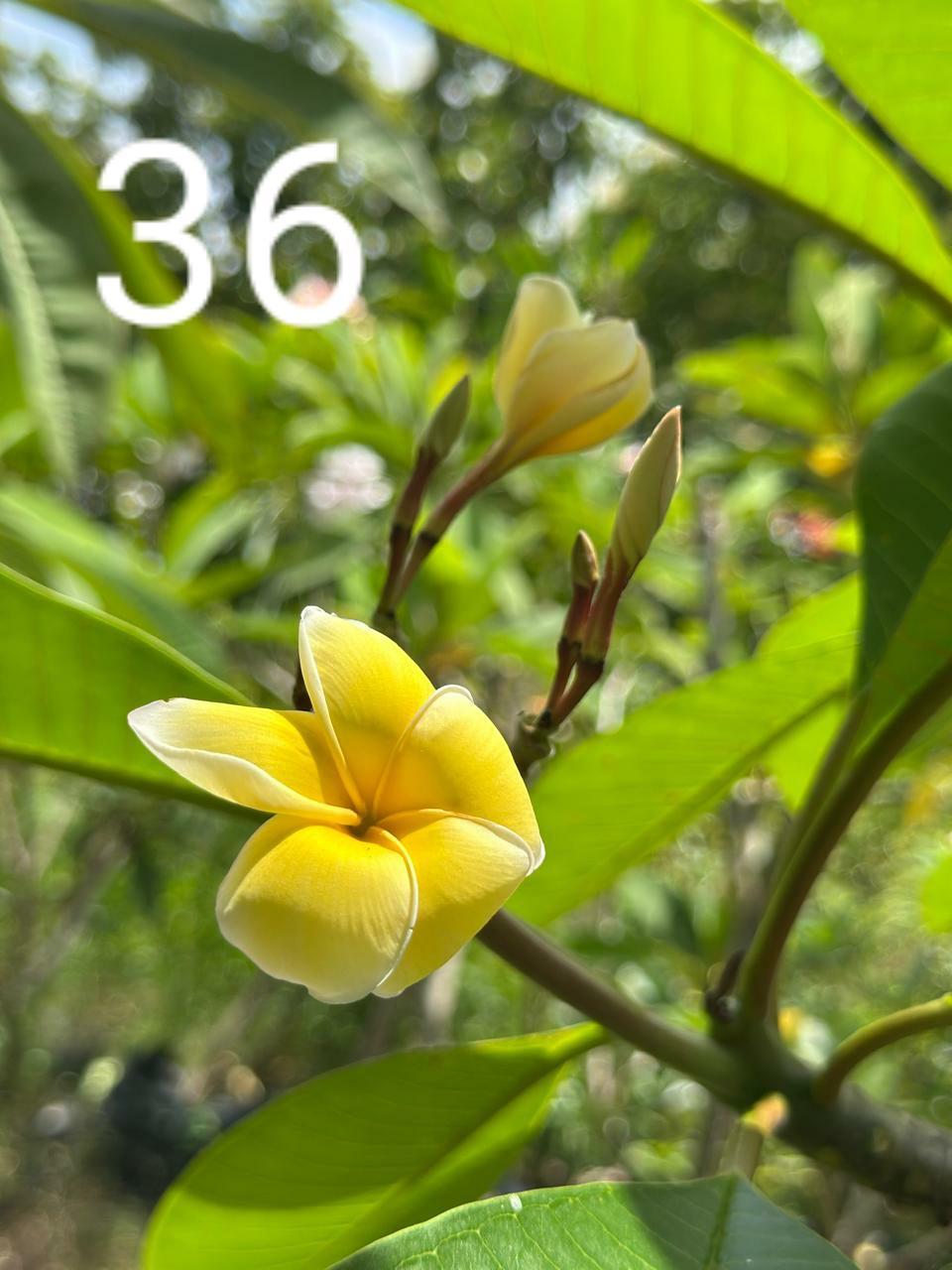 Champagne Araliya (Variety 31)