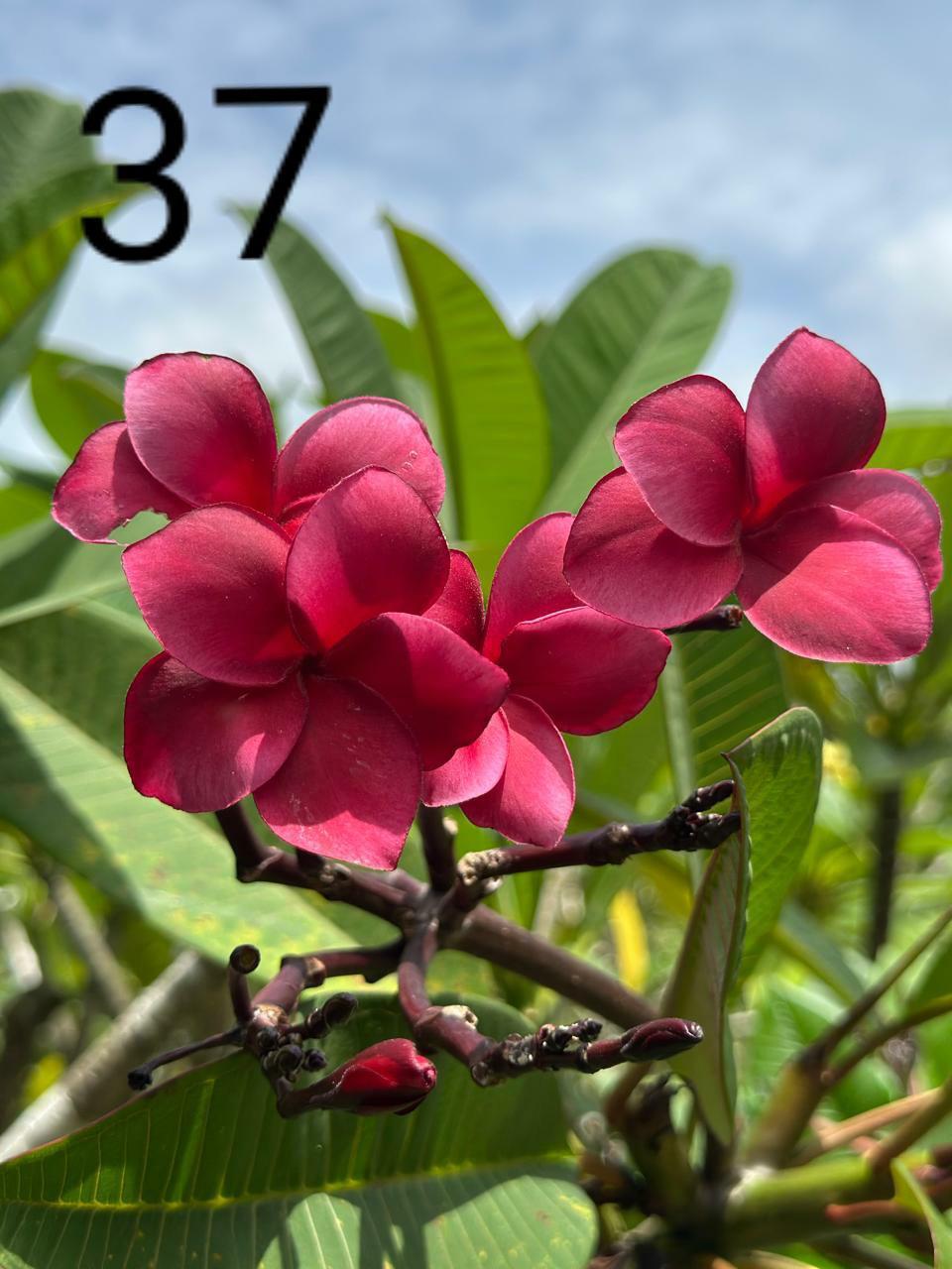 Vivid Red Araliya (Variety 32)