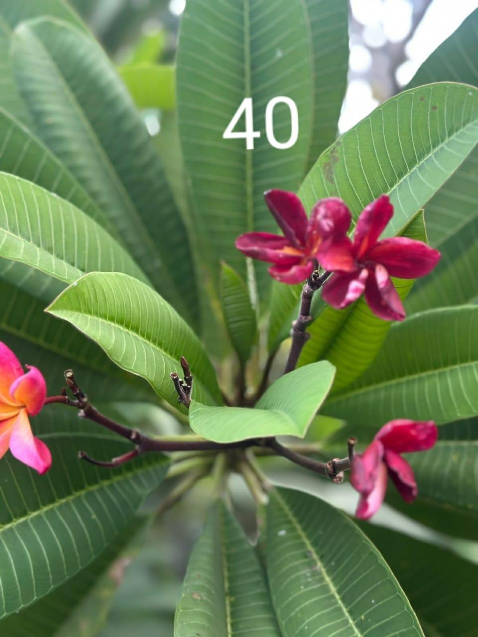 Magenta Star Araliya (Variety 34)