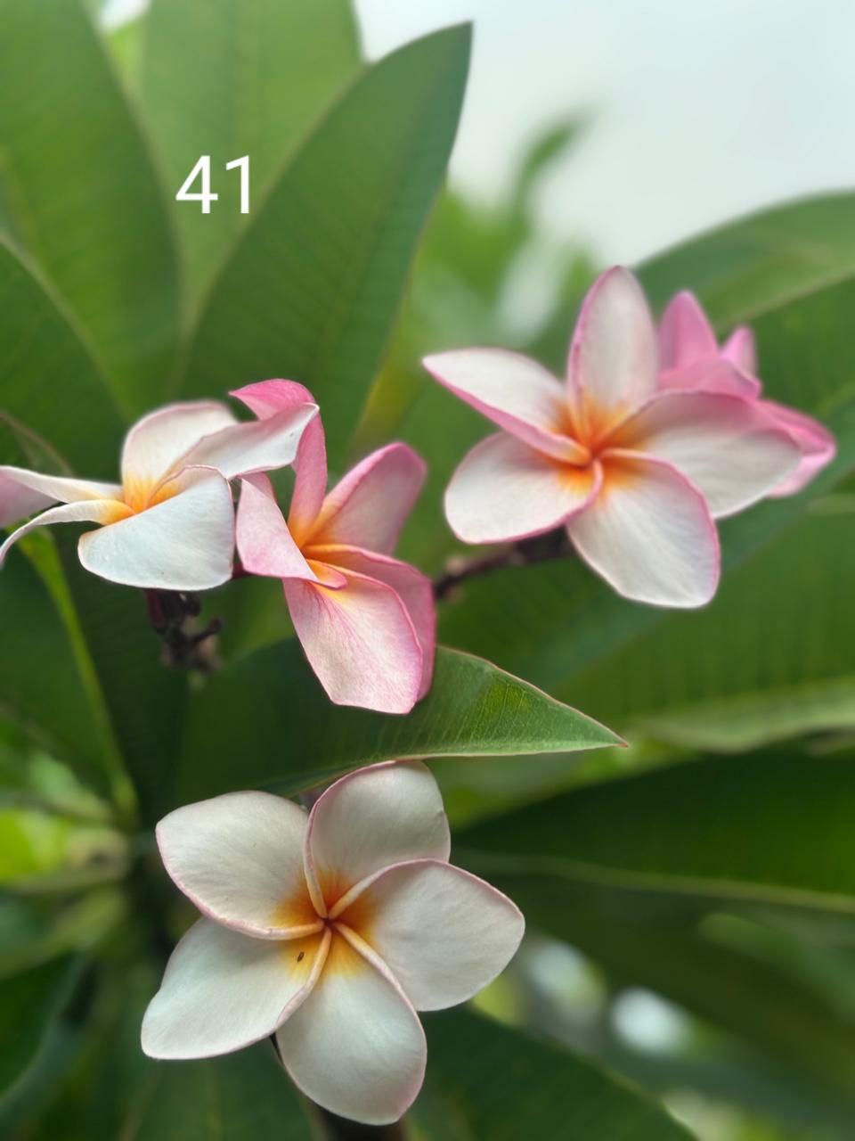 Tropical Pink Araliya (Variety 35)