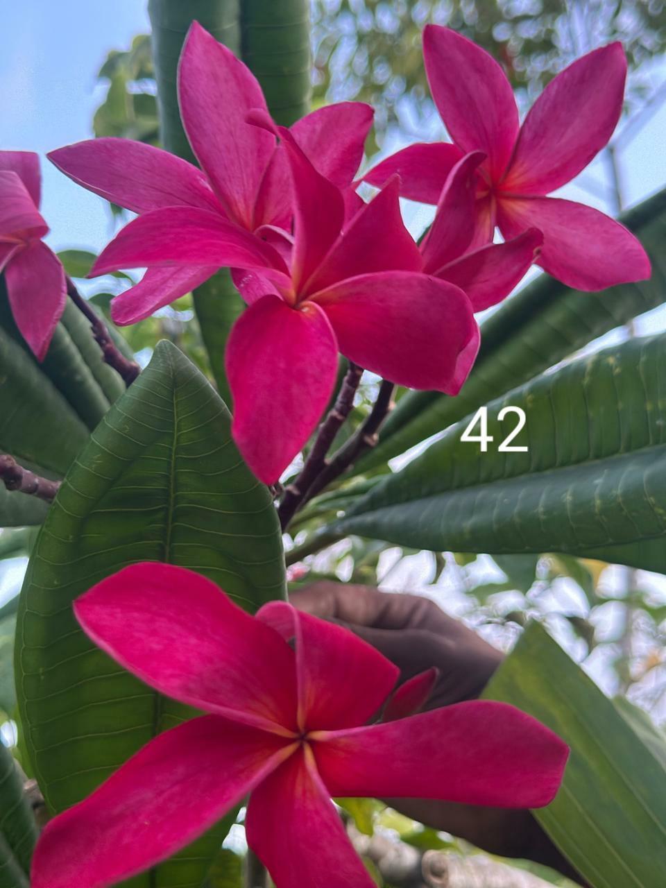 Golden Flame Araliya (Variety 36)