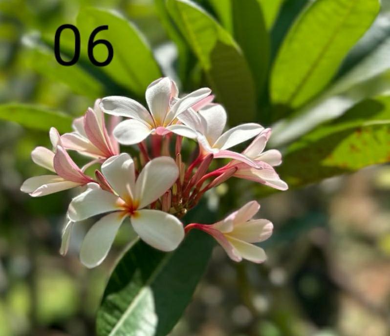 Rainbow Tricolor Araliya