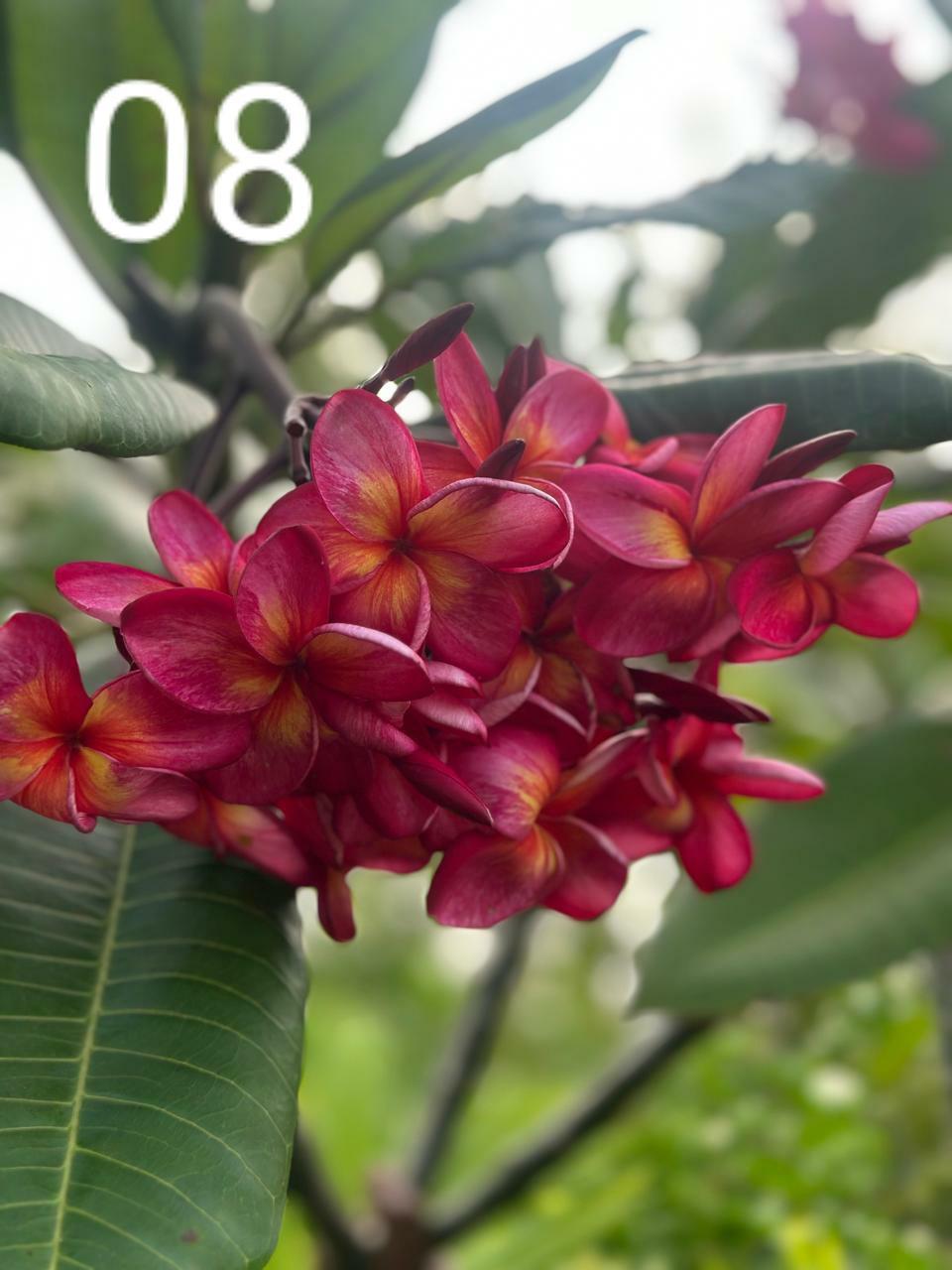 Singapore Dwarf White Araliya