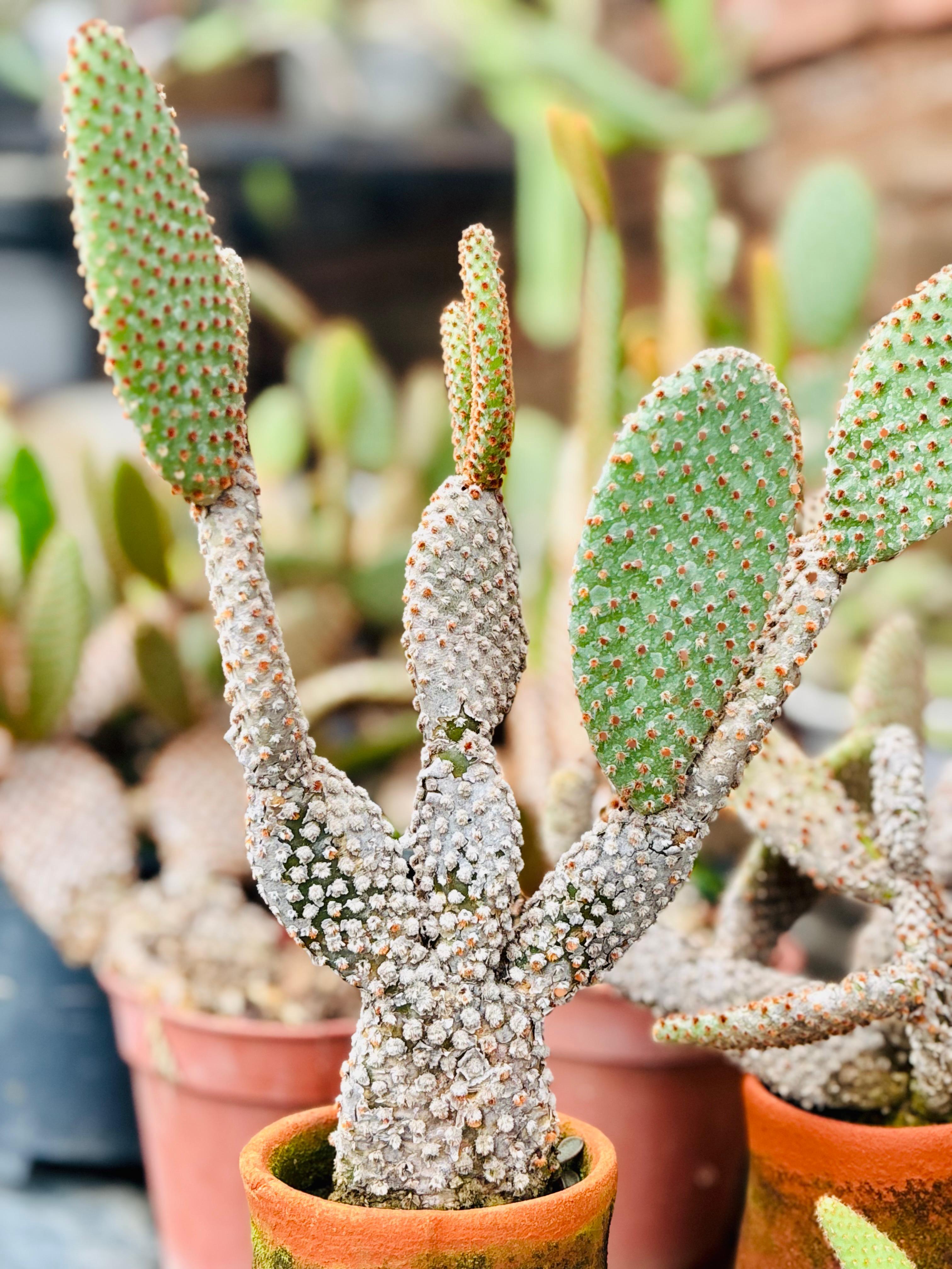 Zebra Haworthia