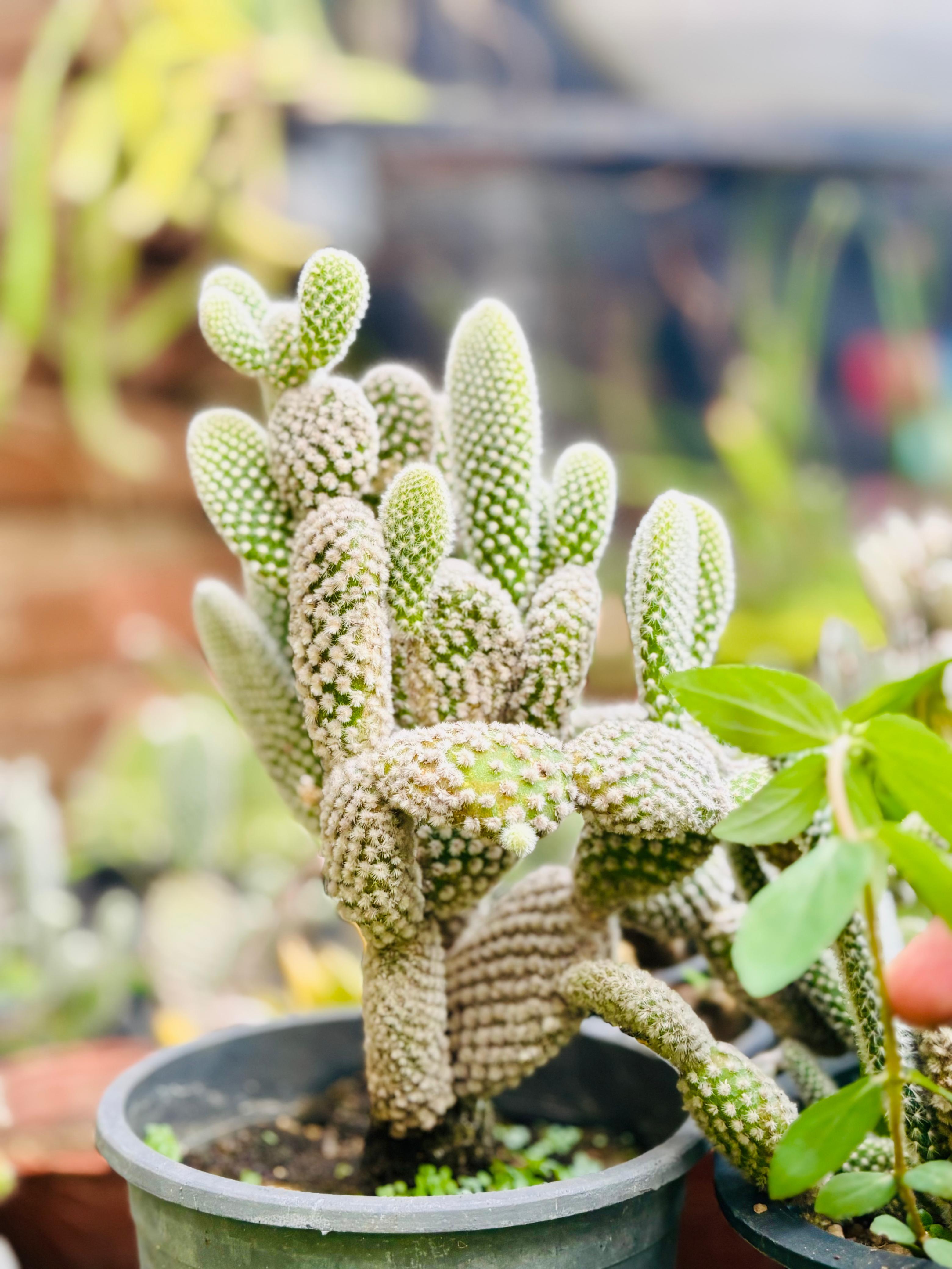Jade Plant (Crassula Ovata)