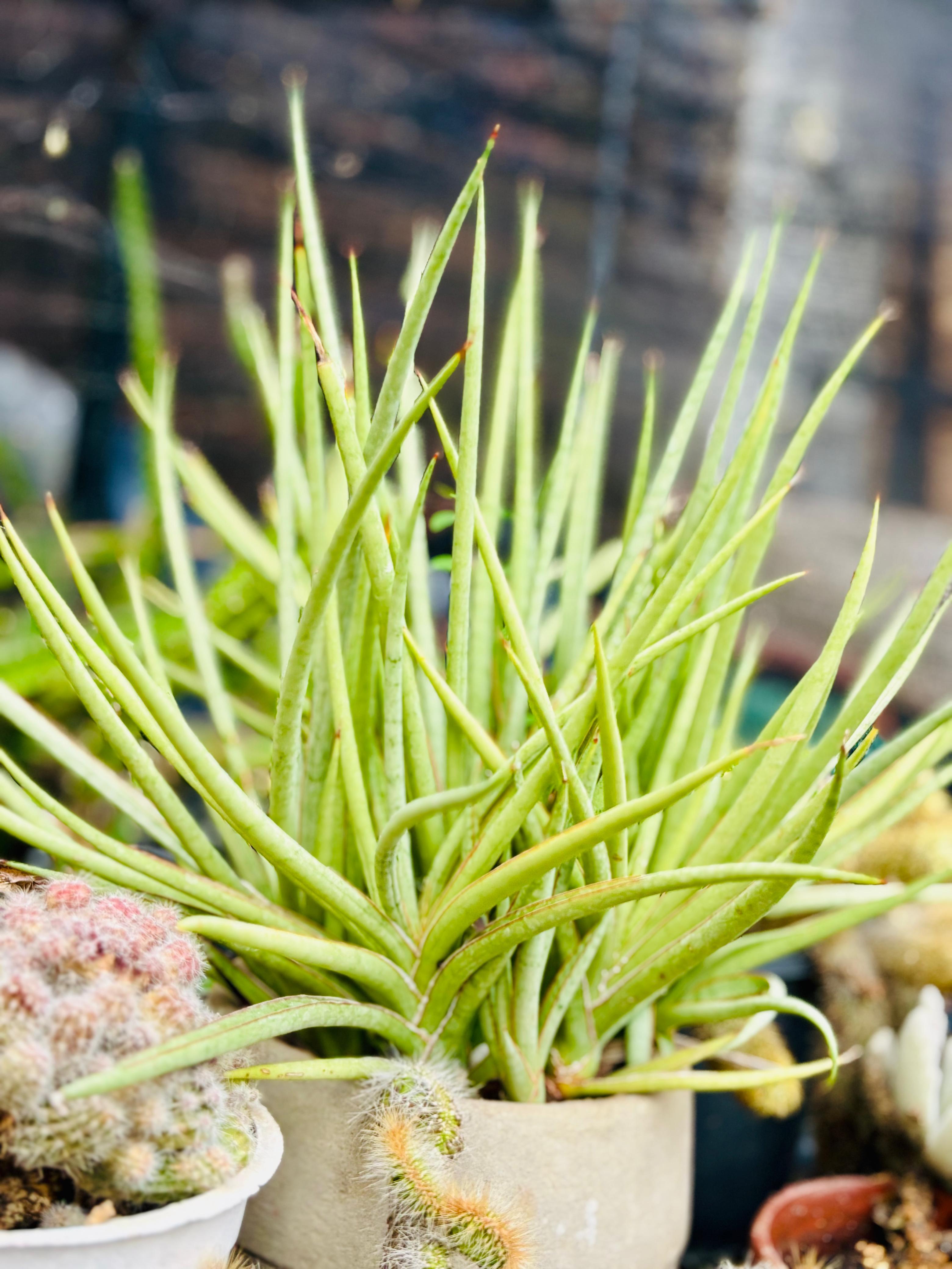 Grafted Moon Cactus