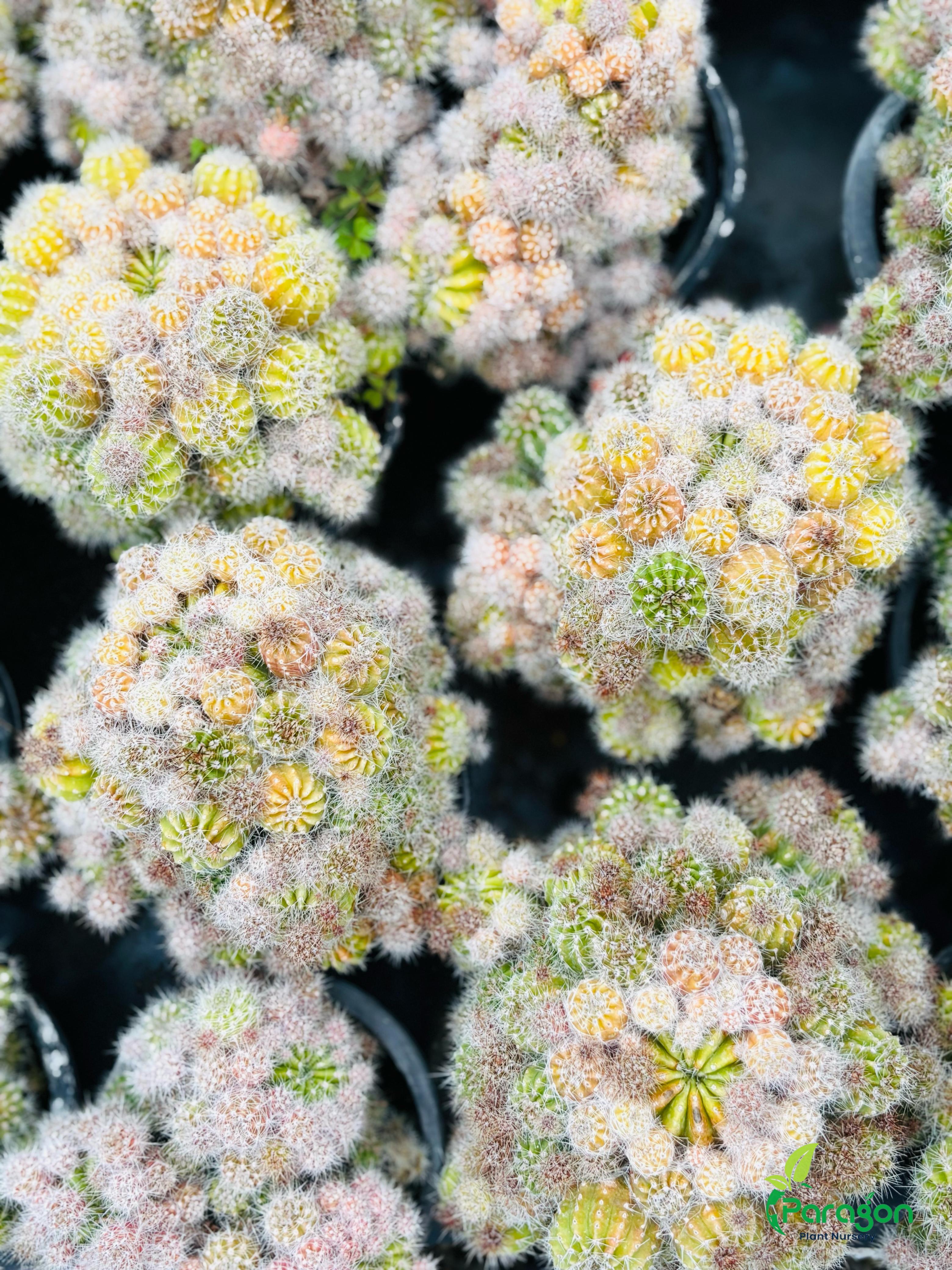 Bunny Ears Cactus (Opuntia)