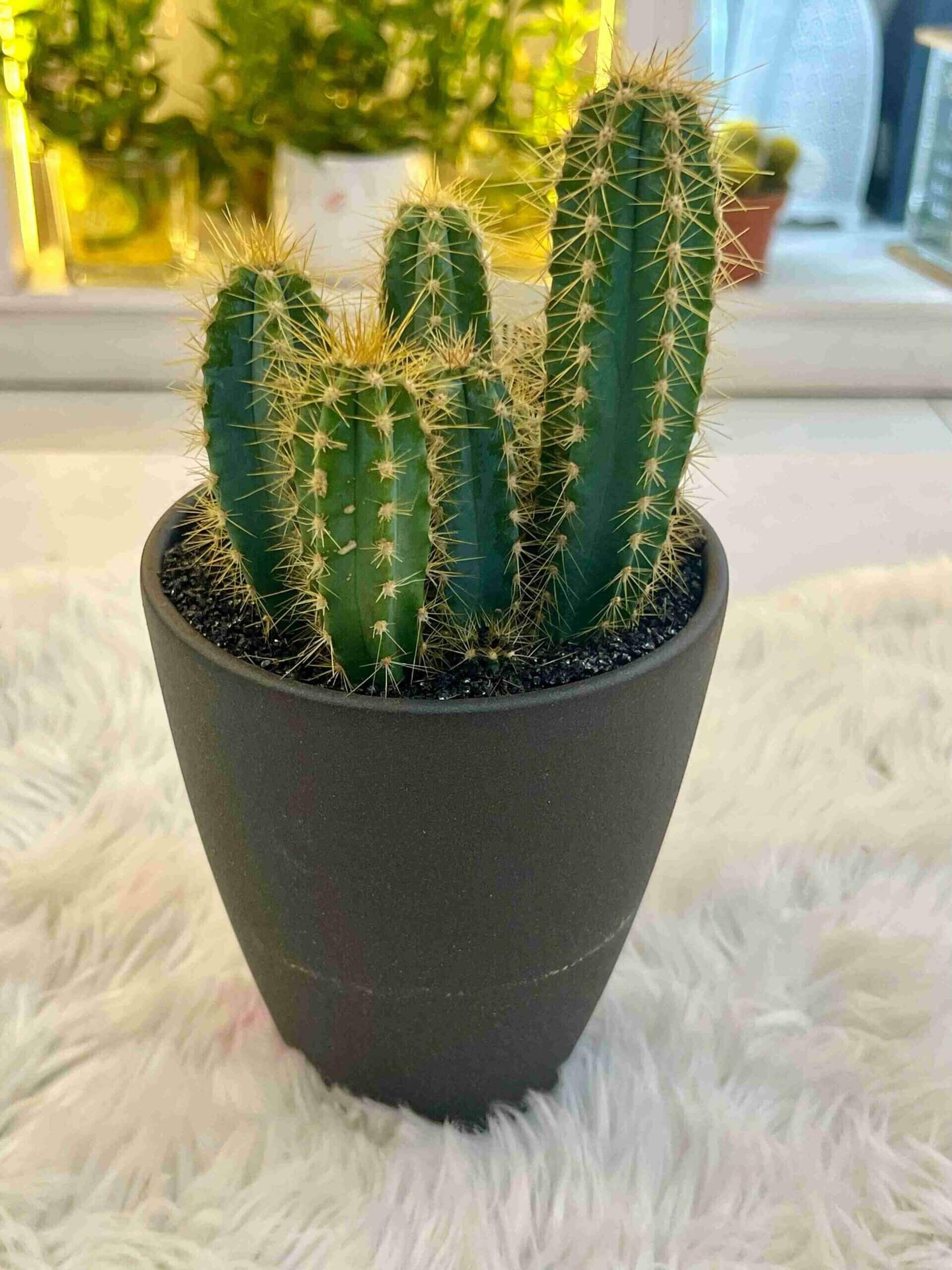 Cactus 1