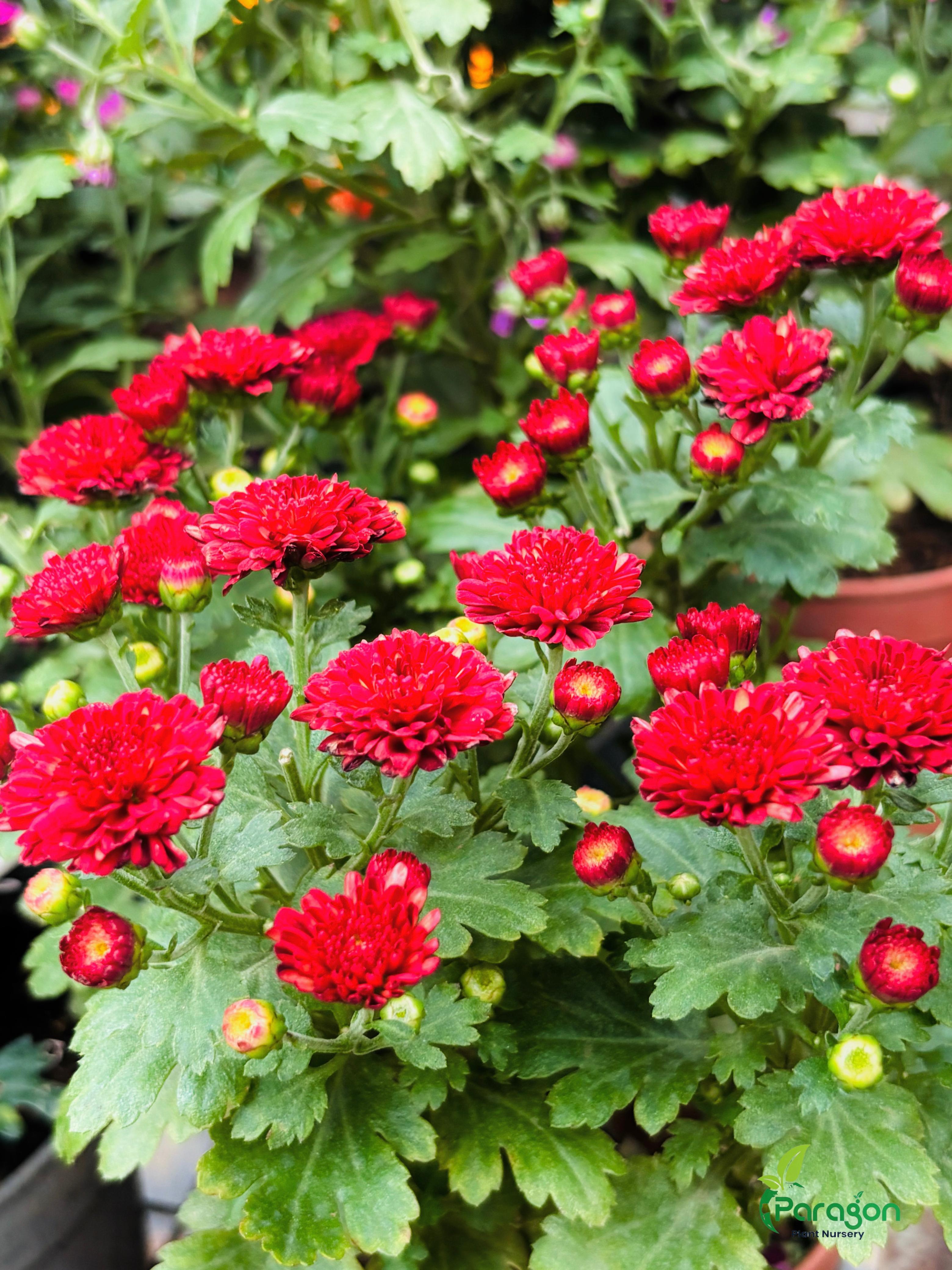 Flower Plants 1