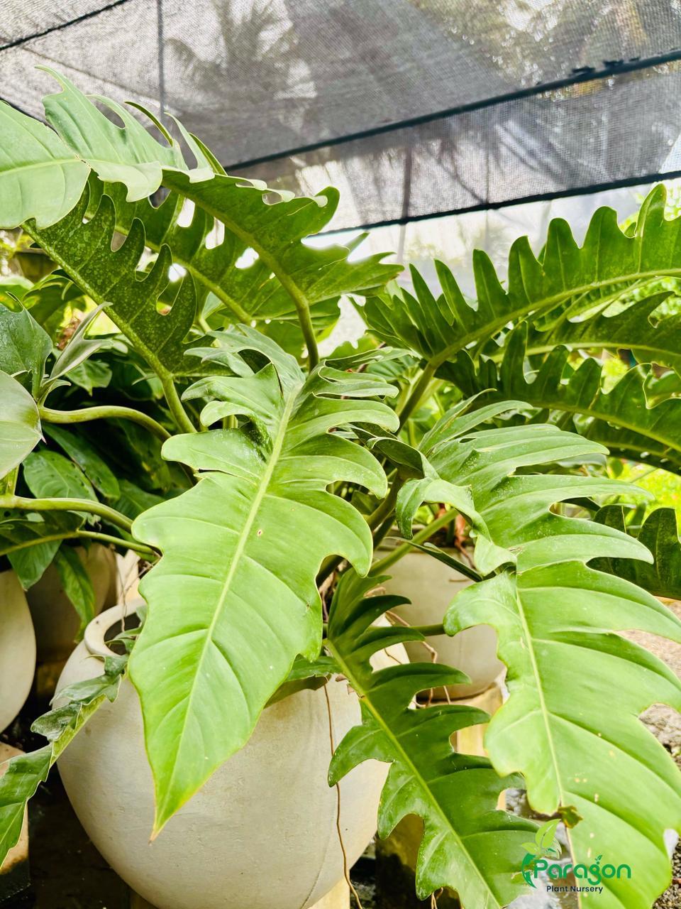 Snake Plant (Sansevieria Trifasciata)