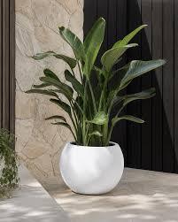 Outdoor Plants 1