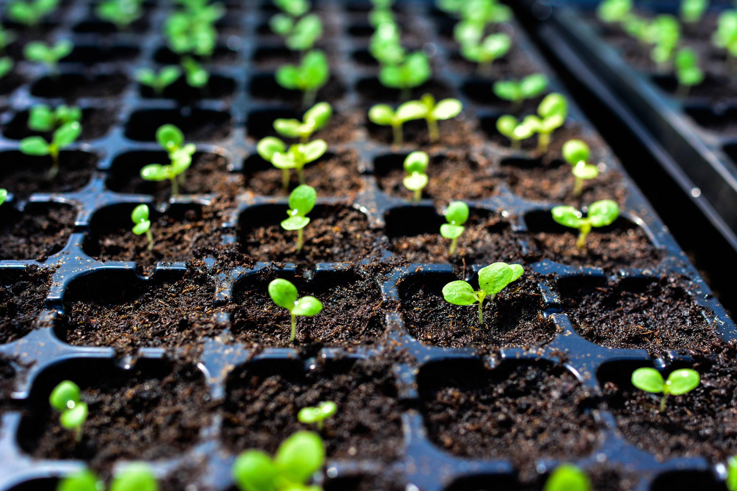 Vegetable Plants 1