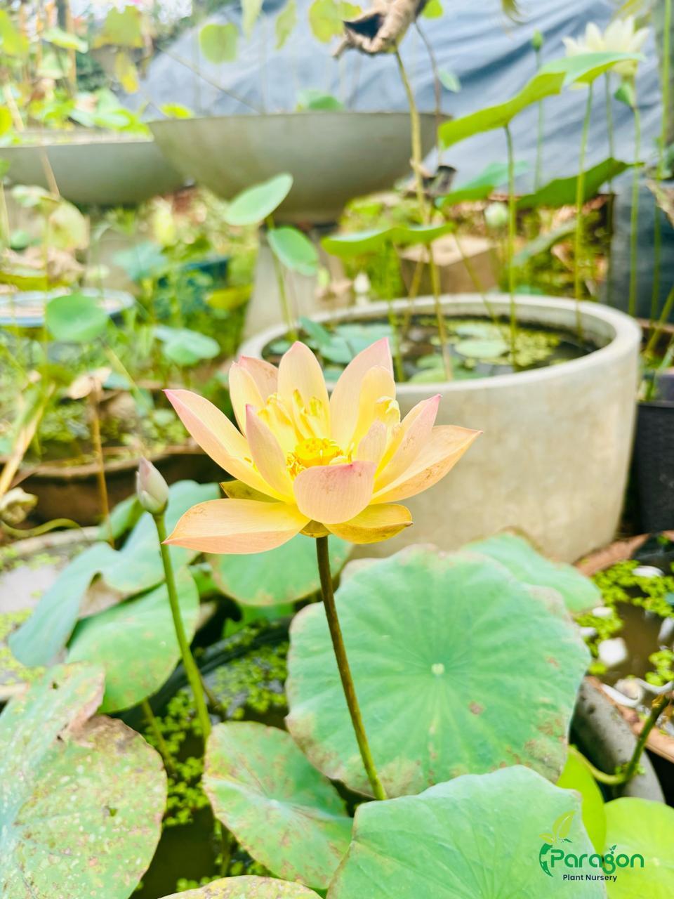 Sacred Pink Lotus (Nelum)