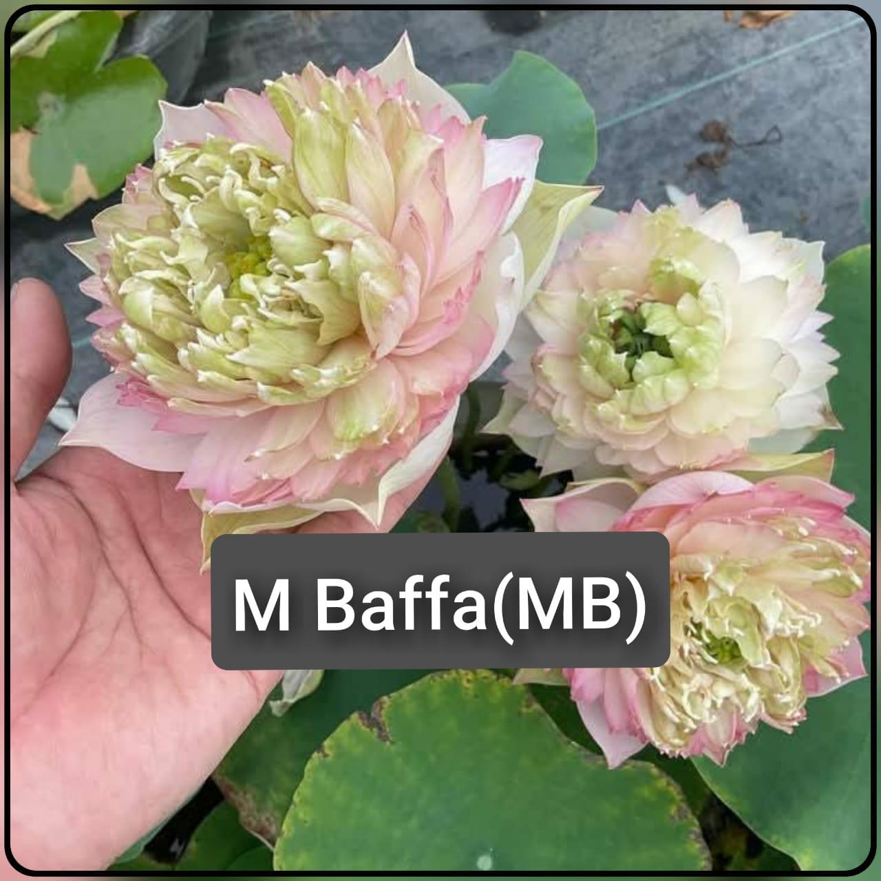 Floating Heart Aquatic Plant