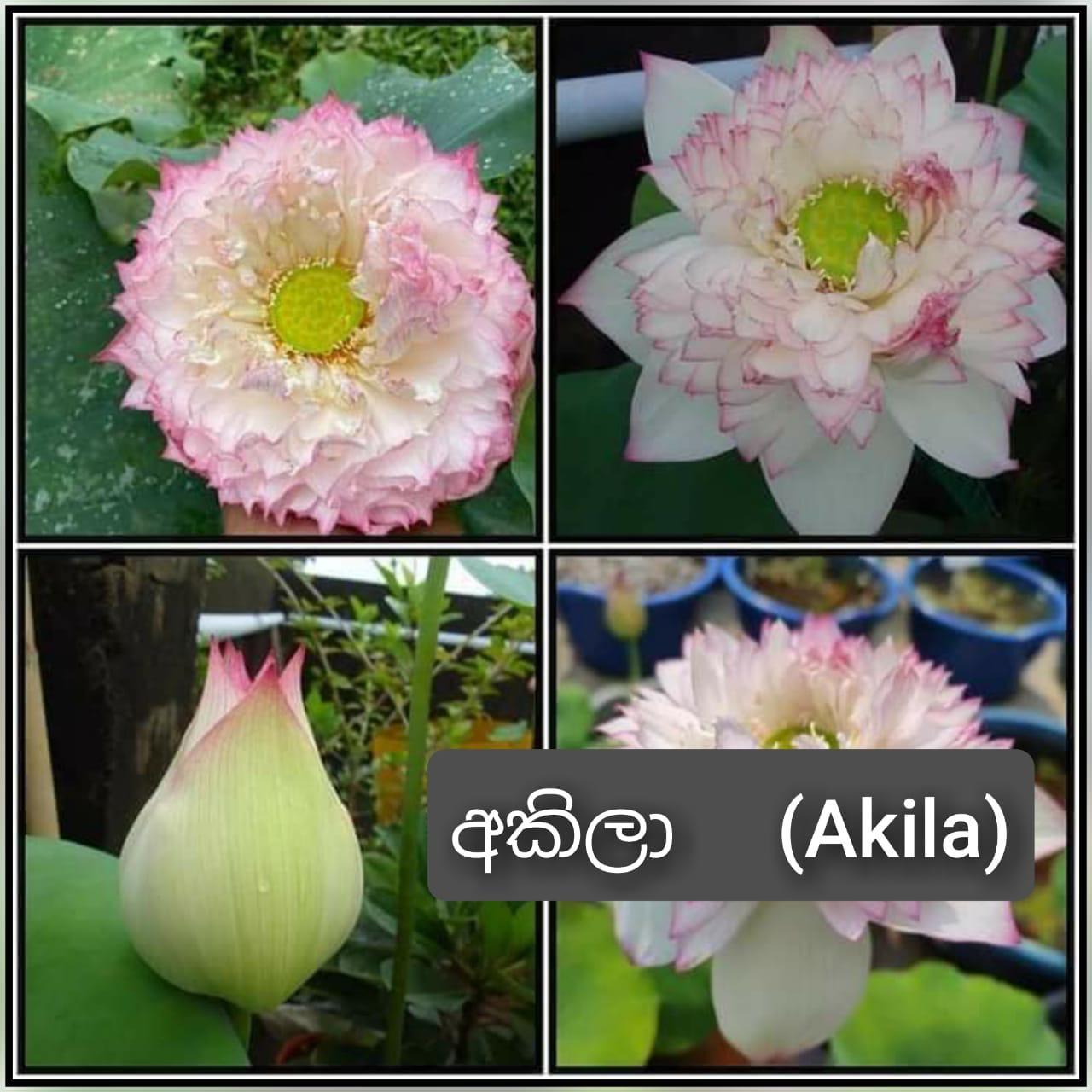Giant Tropical Water Lily