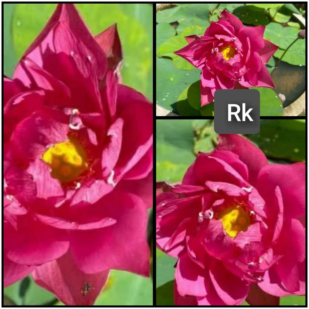 Pink Sunset Water Lily