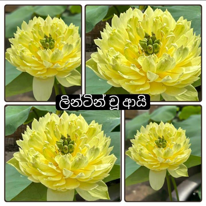 White Nymphaea Water Lily