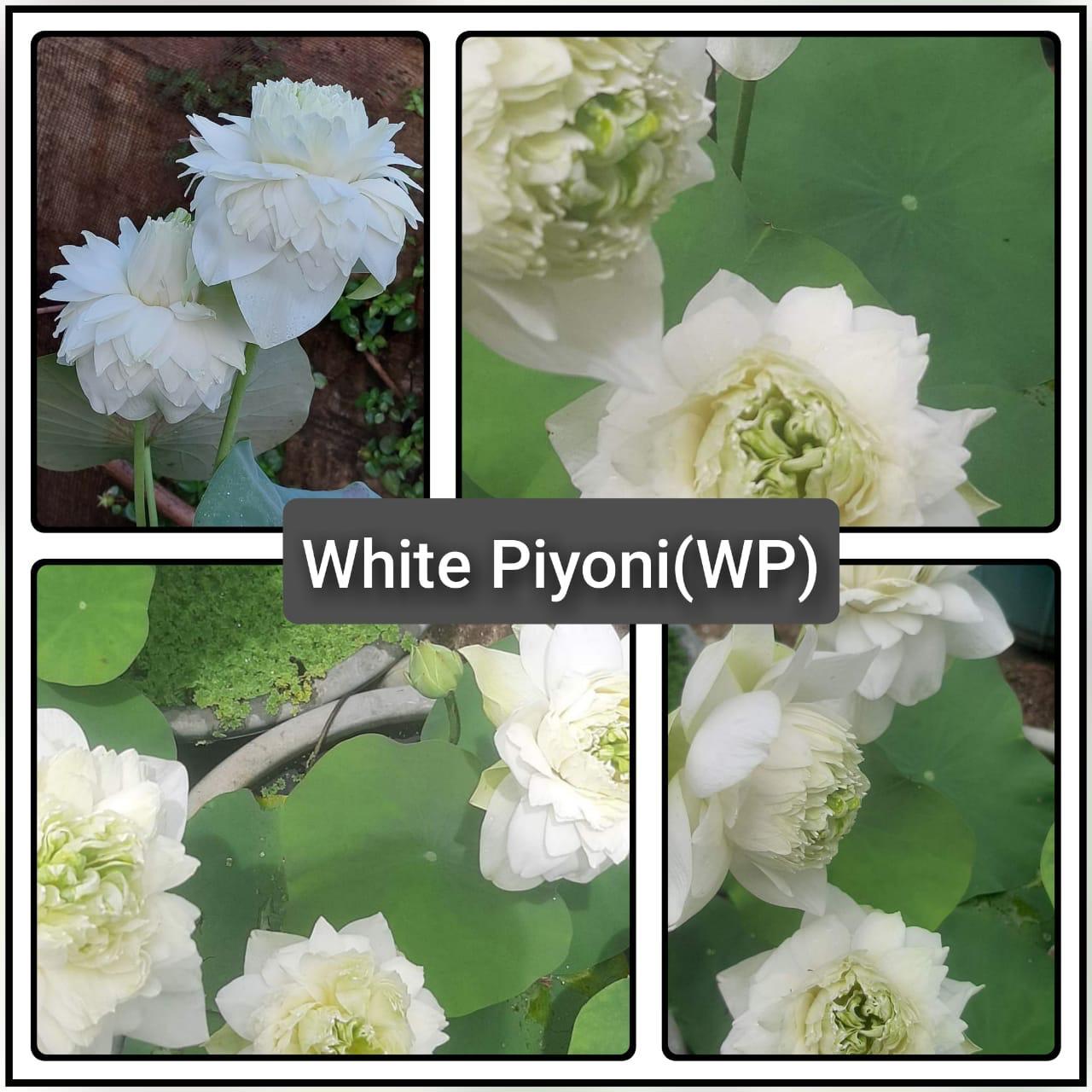 Blush Pink Water Lily