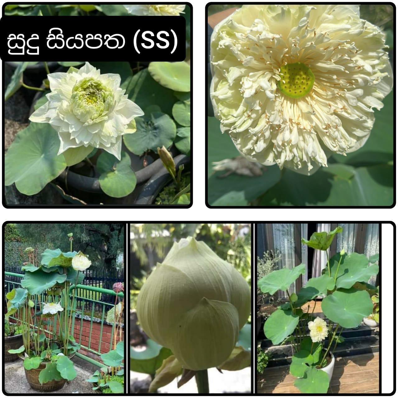 Emerald Aquatic Foliage
