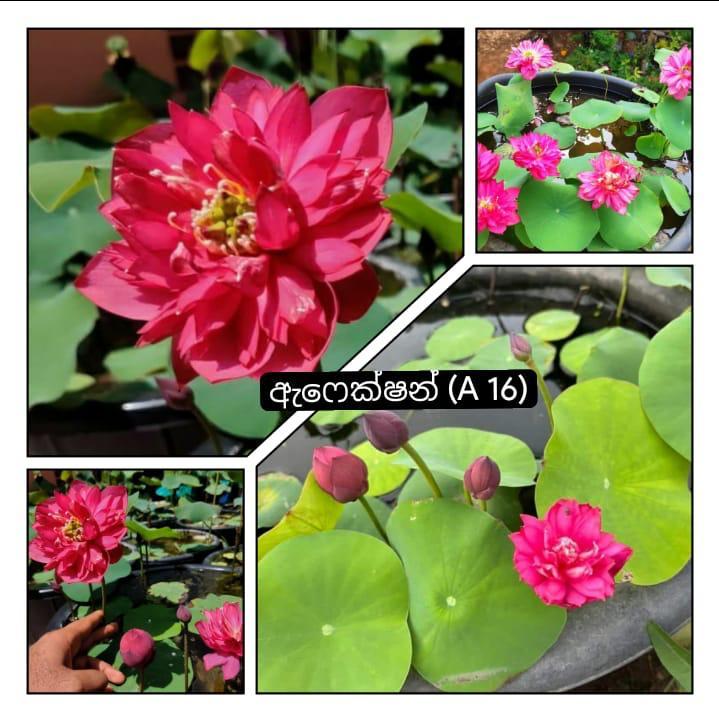 Violet Nymphaea Lily