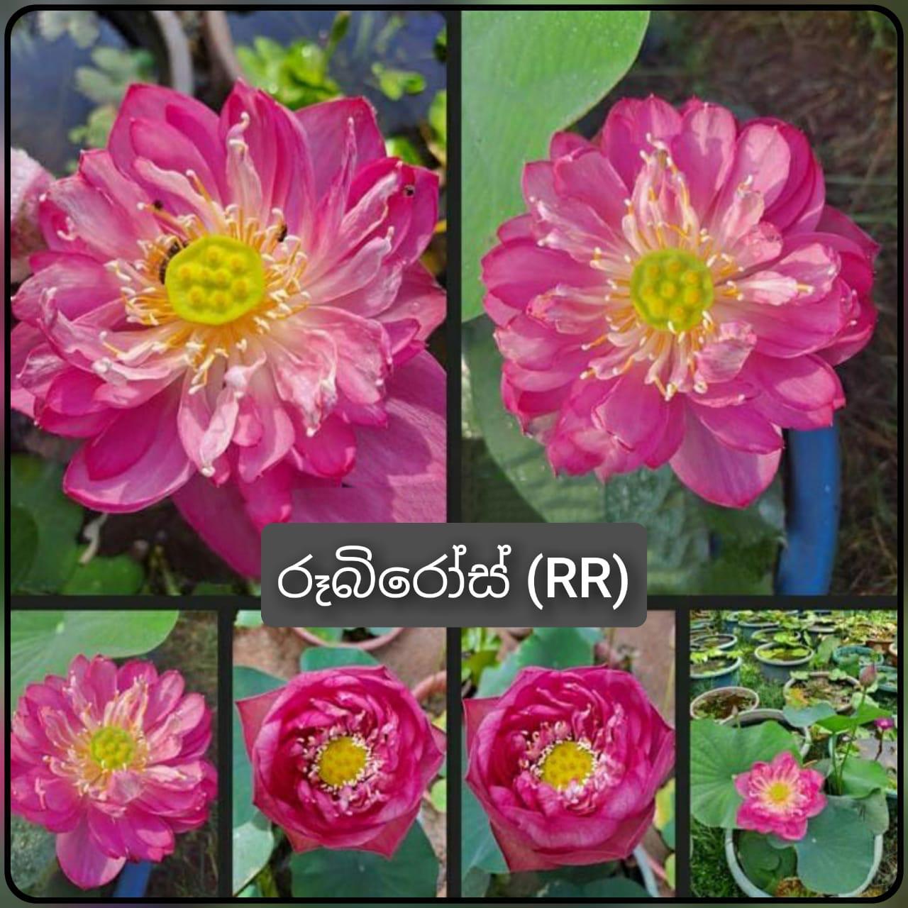 White Tropical Lotus