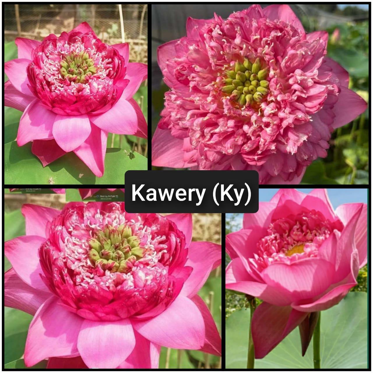 Coral Reef Water Lily