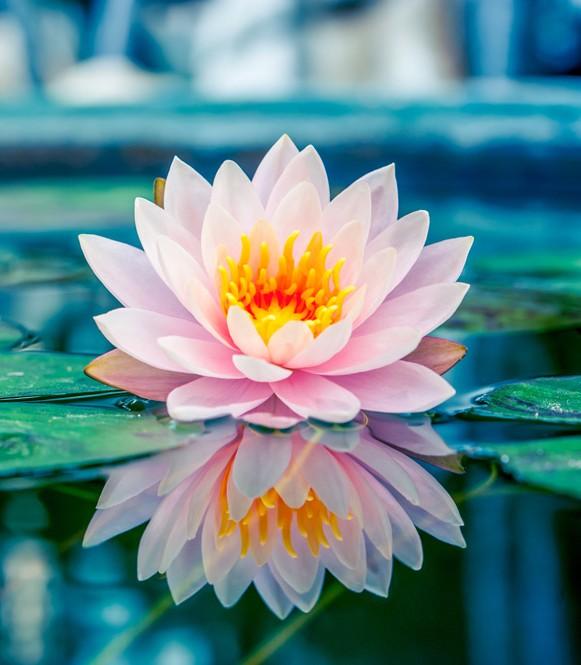 Water Plants 1