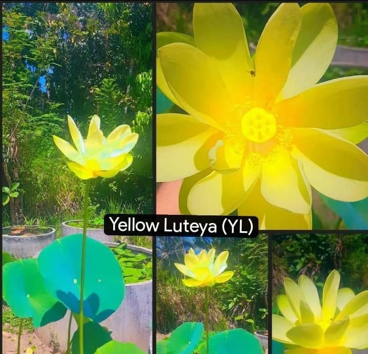Golden Water Lily