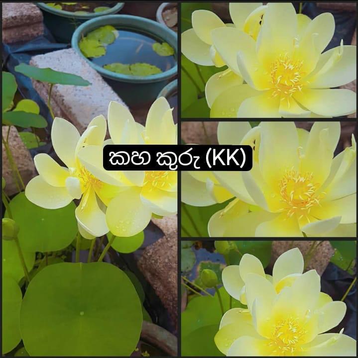Water Hyacinth