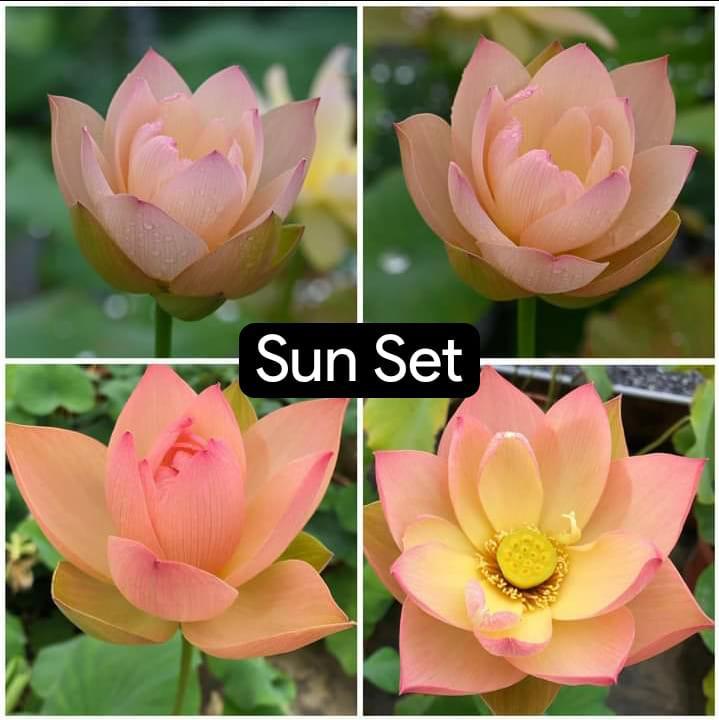 Amazon Sword Aquatic Plant