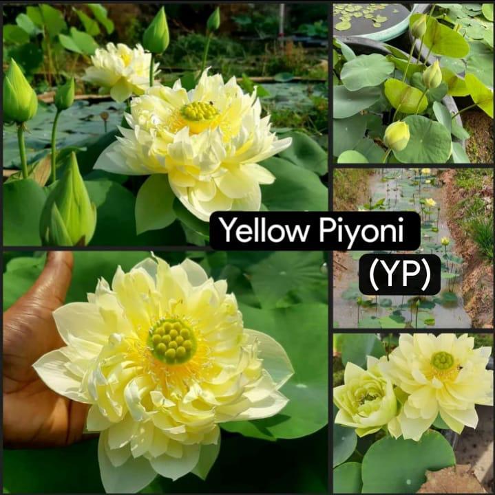 Micro Dwarf Lotus